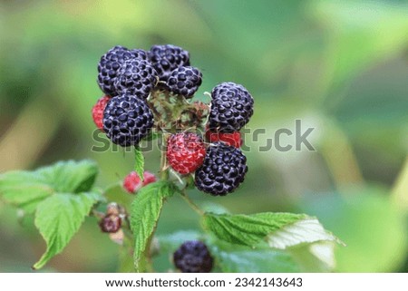 Branch with black raspberries of Rubus occidentalis Black Jewel in the garden. Detail of bush branch with ripening raspberries, blurred background. Royalty-Free Stock Photo #2342143643