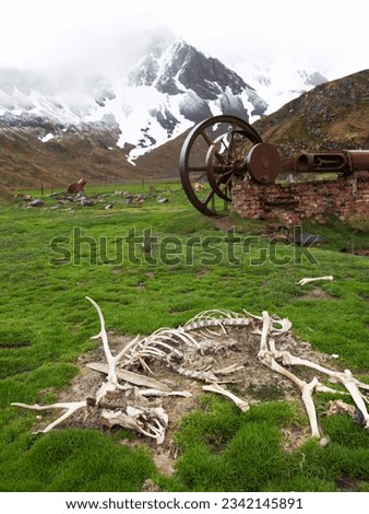 Reindeer skeleton, and steam engine; Jason Harbour, South Georgia