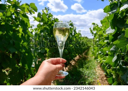Tasting of sparkling white wine with bubbles champagne on summer weekend festival route of champagne on vineyards in Celles-sur-Ource, Cote des Bar, Champagne region, France Royalty-Free Stock Photo #2342146043