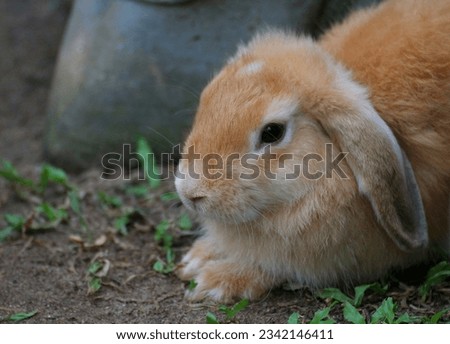 The brown rabbit stared cautiously 