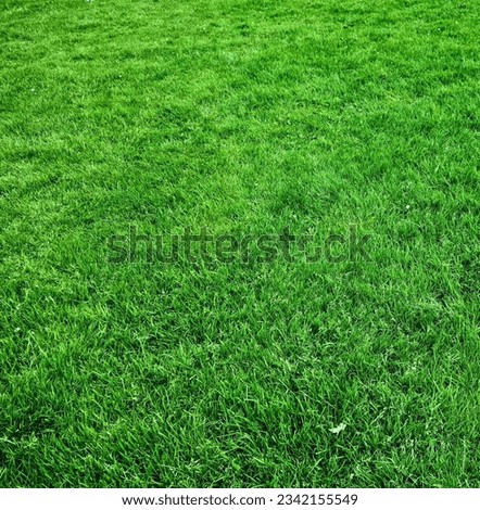 Beautiful natural green grass  image,free  stock photo ,This is nature photography