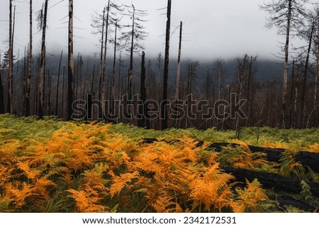 Bohemian Switzerland National Park a few months after extensive fires.