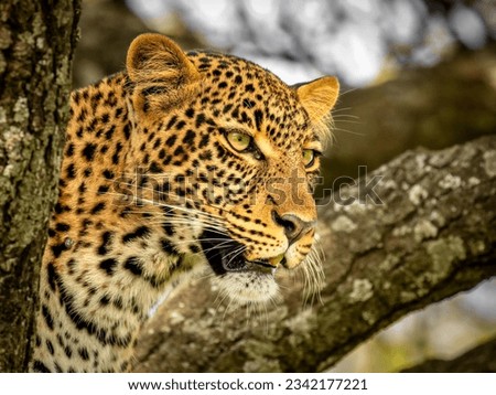 head of a female leopard ( Panthera Pardus) in a tree searching for prey, Olare Motorogi Conservancy, Kenya.