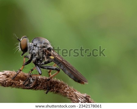 photography of small insects in the forest of asia