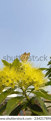 butterfly background in the morning 