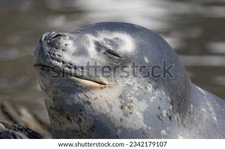 Contented leopard seal; Ocean Harbour, South Georgia; Leopard seal under, the prow of the Bayard; Ocean Harbour, South Georgia