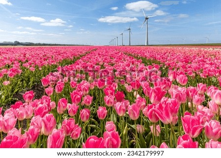 field with rose pink triumph tulips (variety ‘Dynasty’) in Flevoland, Netherlands Royalty-Free Stock Photo #2342179997