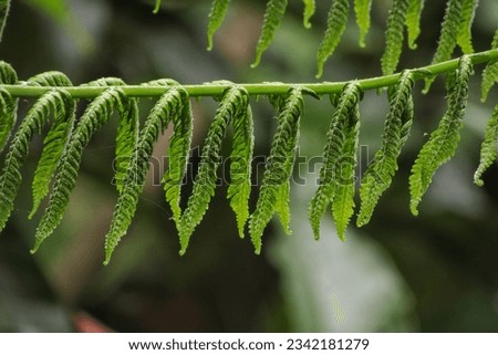 Ferns in the garden. Beautiful ferns leaves green foliage. Close up of beautiful growing ferns. Natural floral fern background in low light.