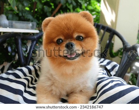 Orange spitz Pomeranian dog smiling on chair in front of house Royalty-Free Stock Photo #2342186747