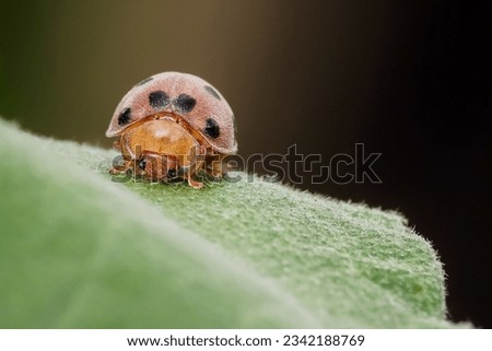 Henosepilachna is a genus of beetle in the family Coccinellidae