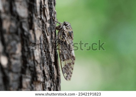Small cicada ,Platypleura kaempferi on the tree. Royalty-Free Stock Photo #2342191823