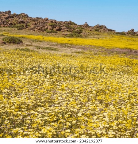 Yellow and cream wildflowers growing near Nieuwoudtville in the Northern Cape Province of South Africa. Royalty-Free Stock Photo #2342192877