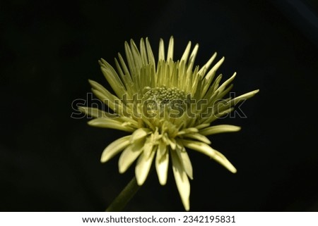 Beautiful close up image of a flower 