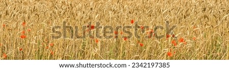       Panoramic photography. Rye field. Poppies among ears of wheat. Positive photo. Selective focus.                         