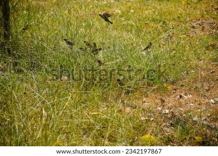 A sparrow is eating grass at a park in the sunshine. It's a very small bird. The head is quite large, the neck is short, the wings are short, the tips are rounded, and the tail is quite short.