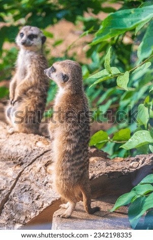 Two cute curious meerkats stand on their hind legs on a sandy hill and look away. Two meerkats stand on their hind legs.