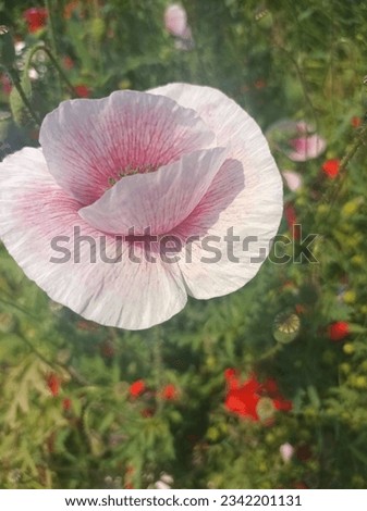 Close up of a pink poppy flower