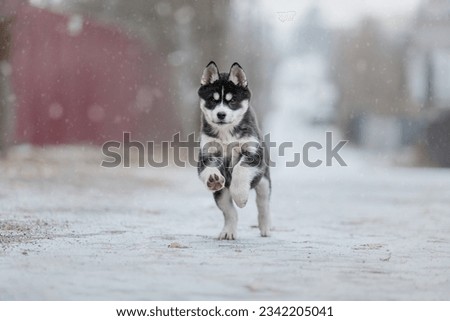 Siberian husky puppy in winter. Winter dog. SnowfallSiberian husky puppy in winter. Winter dog. Snowfall Royalty-Free Stock Photo #2342205041