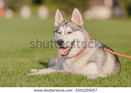 Beautiful siberian husky dog on the field Royalty-Free Stock Photo #2342205057