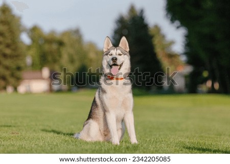 Beautiful siberian husky dog on the field