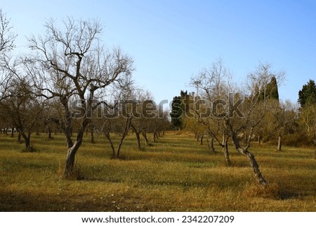 Italy, Salento: Olive trees affected by xylella disease.