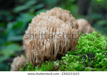White Coral Fungus - Clavulina cristata sometimes called crested coral fungus Royalty-Free Stock Photo #2342211615
