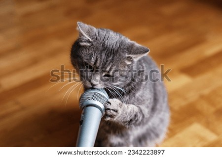  The cat sings into the microphone. A cat with a microphone. Funny animals. Funny cats.
