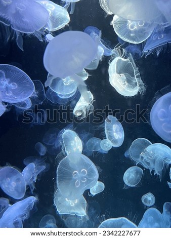 Jellyfish at the Institute of Marine Science Burapha University. It's so beautiful in the water. Royalty-Free Stock Photo #2342227677