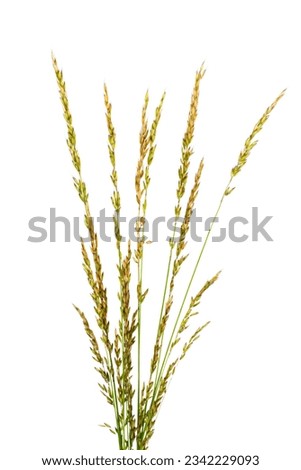 BROMUS (POACEAE) plant grass Isolated on white background