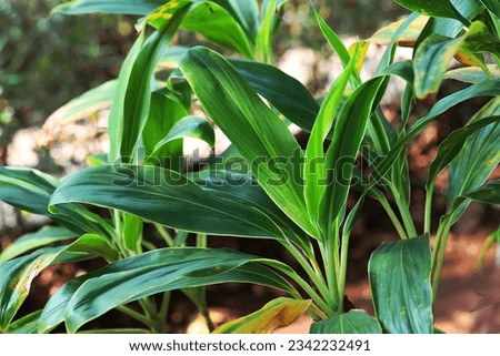 Close up image of beautiful ti plant or palm lily leaves shone by morning sunlight