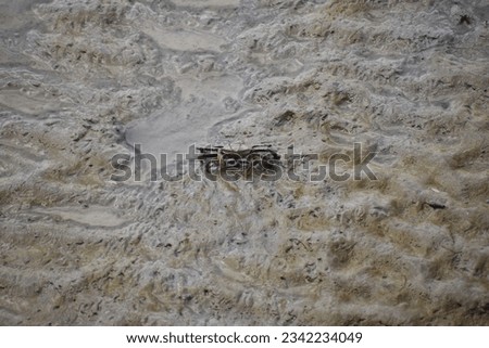 A fine morning of seascapes,A fiddler crab is on tidal flat and Wavy surface of the sandy ocean floor near the shore at low tide.At low tide looking abstract patterns of sand. Royalty-Free Stock Photo #2342234049