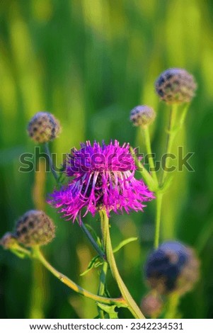 Blue Star-Thistle Flower Growing on a Wild Steppe Field. Stock Image