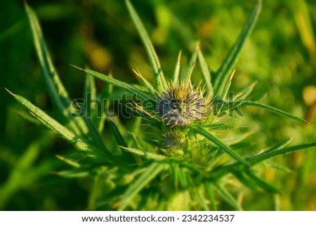Blessed thistle bud  in the field. Stock Photo Royalty-Free Stock Photo #2342234537