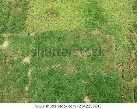 a photography of a patch of grass with a small patch of grass in the middle, view of a patch of grass with a small patch of grass in the middle.