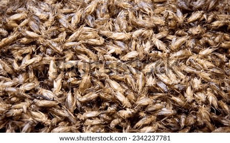 a photography of a pile of dead grasshoppers in a bowl, grasshoppers are gathered together in a pile.