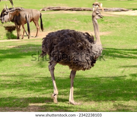 a photography of an ostrich and a wildebeest in a field, there is a large ostrich standing in the grass with other animals in the background.