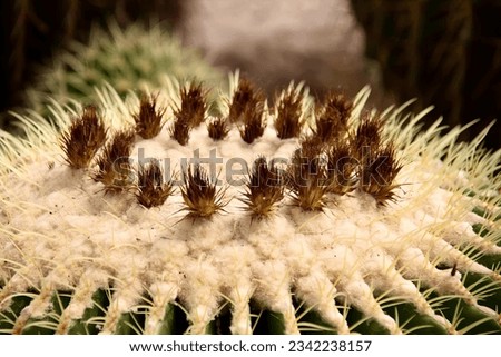 a photography of a cactus with a lot of spines on it, cactus with a lot of spines and small spikes.