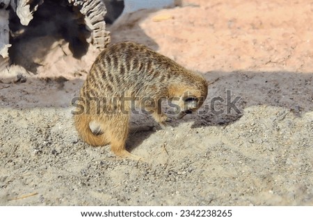 a photography of a small animal standing on a dirt ground, there is a small animal that is standing in the dirt.