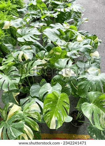 A lot of Monstera Thai Constellation for sale in the Chatuchak market Royalty-Free Stock Photo #2342241471