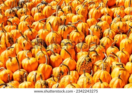 various pumpkins in autumn in Spreewald in Germany