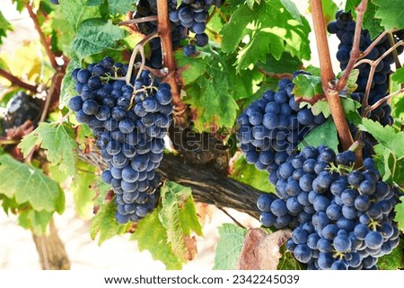 Ripe grapes on the Vine, La Rioja Álavesa, Álava, Basque Country, Spain, Europe Royalty-Free Stock Photo #2342245039