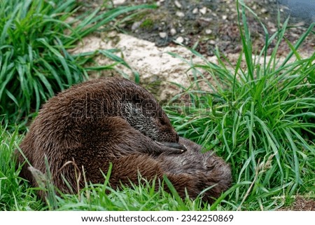 Eurasian Otter (Lutra lutra) Rescued Juveniles on back grooming.