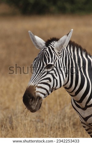 Portrait of a zebra in the savanna