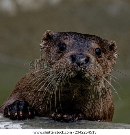 Eurasian Otter (Lutra lutra) Juvenile with wet fur looking.