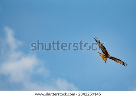 flying red kite in the mountains of the Alplen