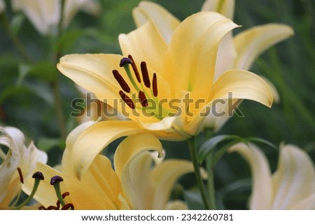 Yellow lilly in the garden, Lilium flowers.