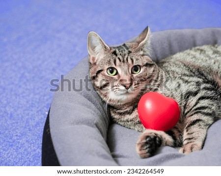 Cute relaxed tubby cat with red heart in soft comfortable pad. Blue water of swimming pool in the background. Living luxury and easy life concept. Love my life concept. Selective focus Royalty-Free Stock Photo #2342264549