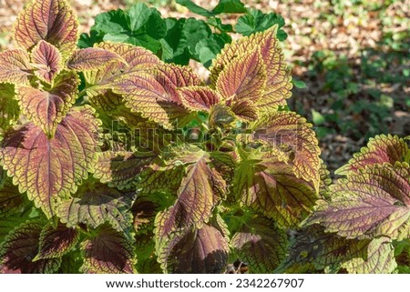 Red green leaf of coleus forskohlii in garden autumn close-up. Tropical plant of the lamiaceae family or asian nettle. Plectranthus scutellarioides. Used in hedges, border and food supplements.