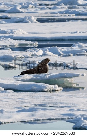 Walrus laying on ice in the arctic wilderness of Svalbard