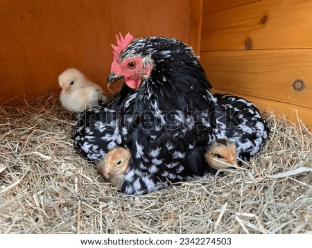 Head Count…chicks hatched by a Pekin bantam Royalty-Free Stock Photo #2342274503
